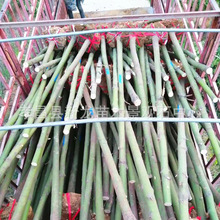 ���l�@�־G����ľ���� ������ؗU���� ���^�����е�С�^�e���G��