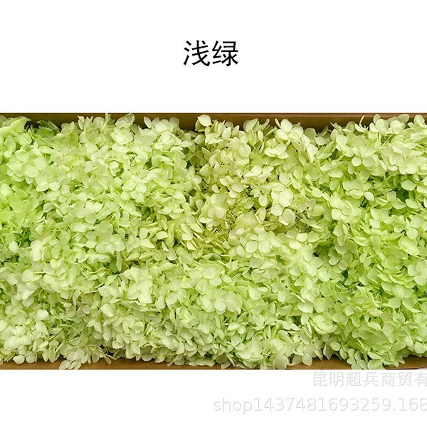 [Вечная Life Flower Hydrangea] Анна Градиентный цвет Лист Hydramid Книга цветов оптом DIY цветочная коробка материал для просмотра