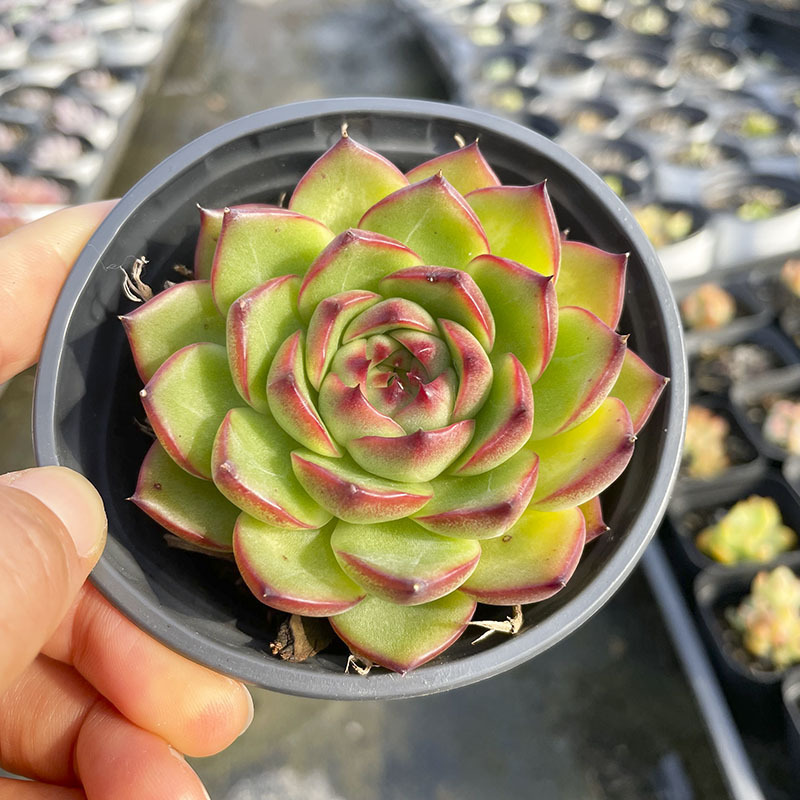 [핫스타일] 화이트 라운드 냄비 문스톤 6-8cm (플라스틱 화분에 심어 배송됩니다)