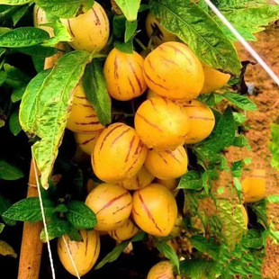 Ginseng fruit seeds four seasons planting perennial fruit seeds high yield courtyard balcony potted fruit seedlings