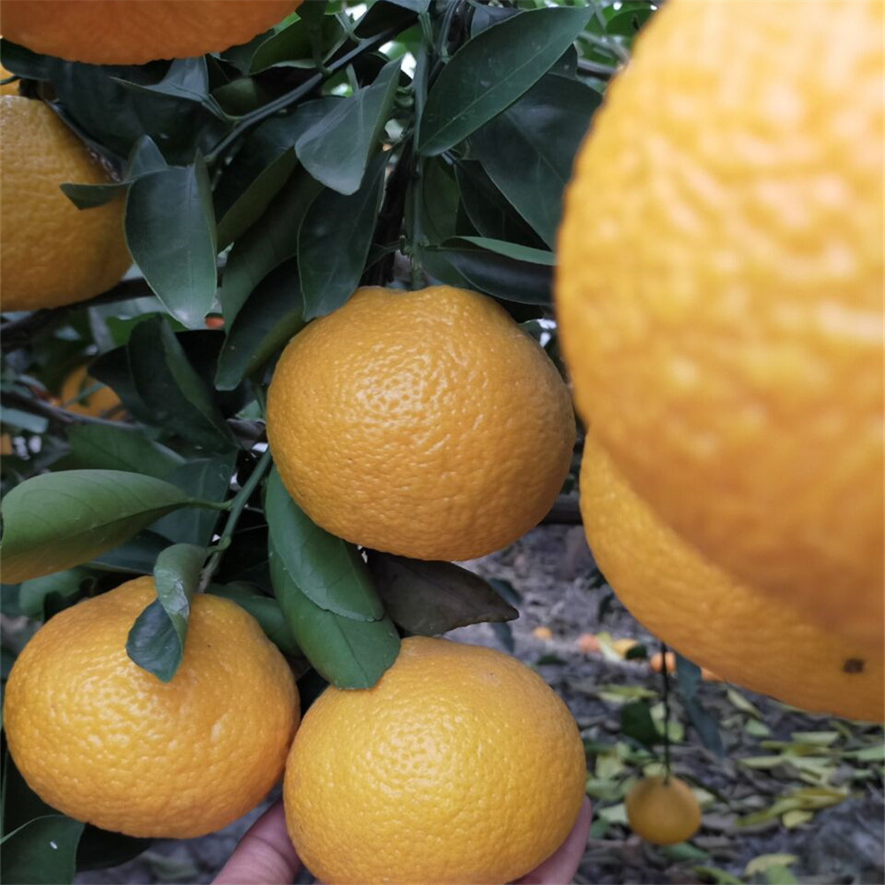 黃金柑3 (2).jpg