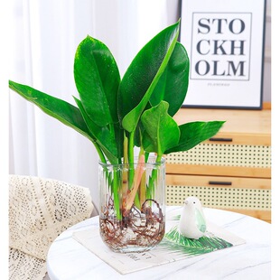 Hydroponic Plant Big Diamond Potted Big Leaf Green Princess Indoor Desktop Purifying Air Absorbing Formaldehyde Water Growing Green Plants