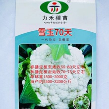 雪玉70天松花菜种子洁白大朵早熟高产花椰菜农家春秋季播蔬菜种籽