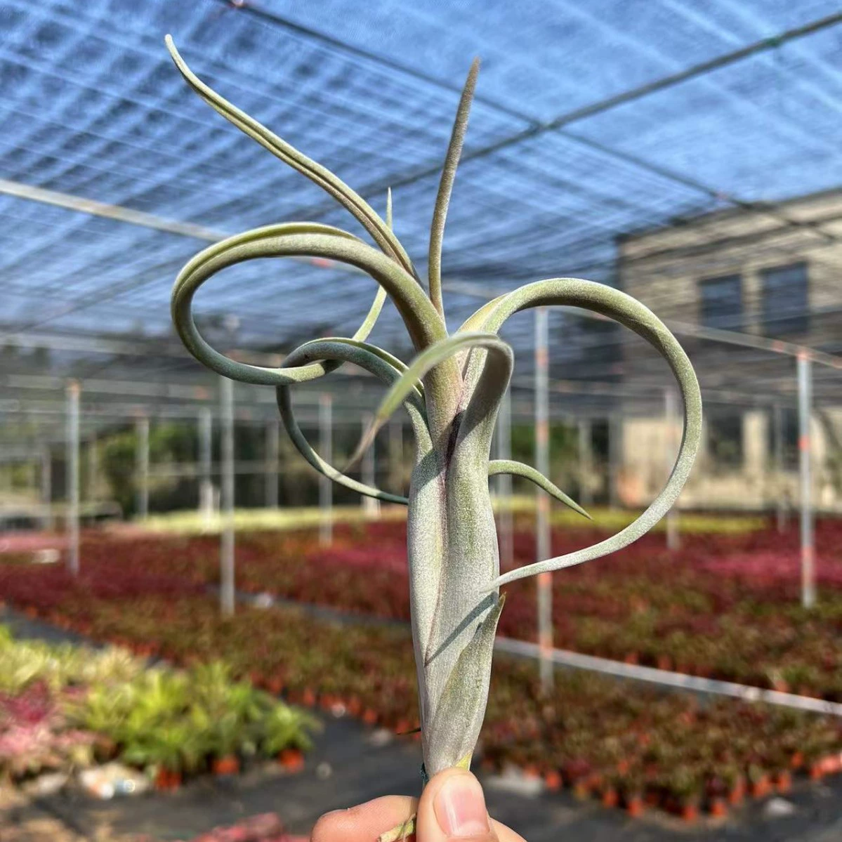 Завод прямых воздуха железа Орхидея беспочвенный завод воздуха железа Орхидея цветок оптом