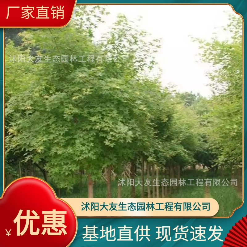 Основа оптом собственного производства треугольные саженцы клена треугольный клен Живописный пейзаж Дорога Сад техника Зеленые саженцы