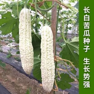 �L�׿�ϷN�Ӱ������Ѵ���������ϷN�̨�ļ������r���߲˷N��