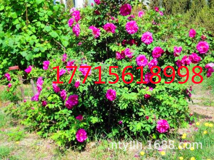 O1CN01WoIroD1UxW0mpUmYw_!!3682