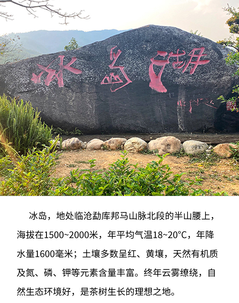 冰岛熟茶_详情_03.jpg