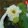 Bowl lotus hydroponic plant species, flowers, flowers, four seasons of interior flowering water, water lotus lotus seed lotus seed seed seeds