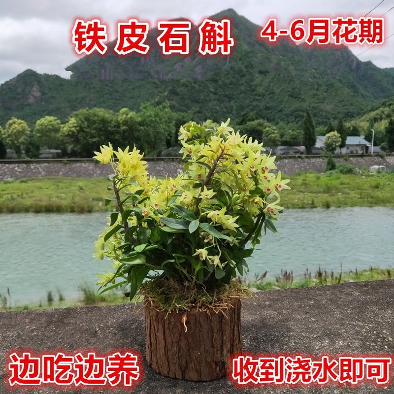 【带木桩发货】铁皮石斛苗3年室内盆栽食用石斛种苗5月开花批发