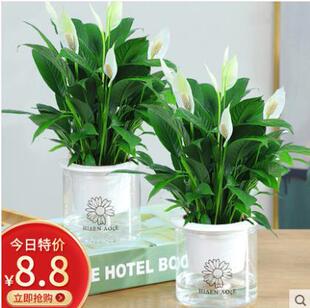 ��������һ���L�ˮ��ֲ���҃Ⱥ��B���ܴ���Gֲˮ�B�t���ļ��_��