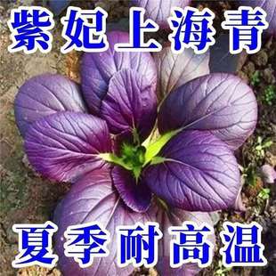 ���_�m�Ͳ˷N����ɫ�t�Ͳ˷N�� С����ļ��ˈ@�Nֲ����߲˷N��