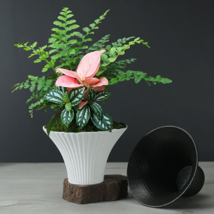 ��ʽ�U��͹Ż�����ɽ�廨�����Ȼ�ƿ̦�\����ʽ�մɻ����b��P