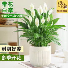 ����һ���L������҃�ֲ���ļ��k���҃�������B�׻������