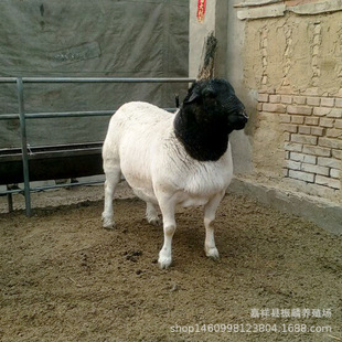 �Ă�Ʒ�N������B��ֳ��̥ĸ��100��ĶŲ��N�������һֻ