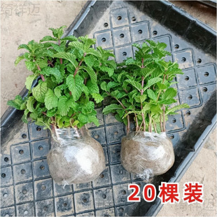 ���r��ʳ�ñ����~�������ԾGֲ���m������҃��̨����ֲ�ﻨ��