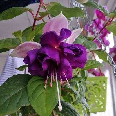 Los pétalos dobles cuelgan boca abajo, las plántulas de la campana dorada, las linternas, las plantas en macetas, las plantas verdes de interior, los balcones, las flores florecen en todas las estaciones, las flores continúan floreciendo