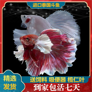 ̩�����~���w���¼��׳����{���Rβ�Ꭷ�~̩����ˮ���B�~�^�p�~��