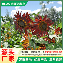 向日葵种子 高发芽耐寒花卉 适合新手种植的庭院观赏花种