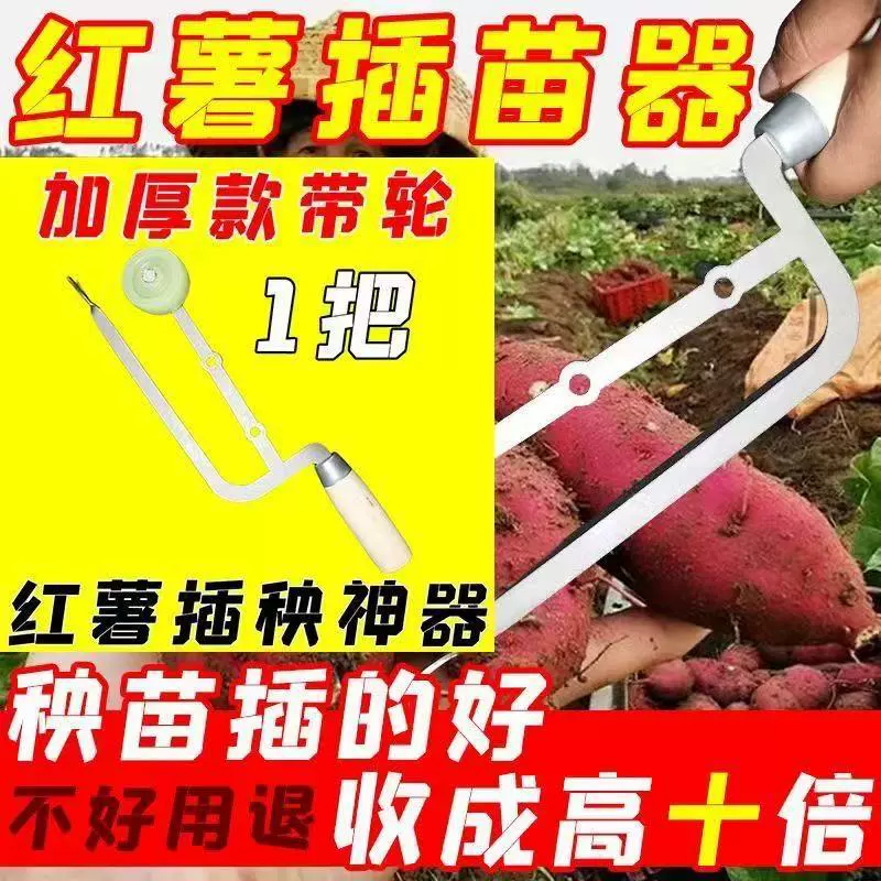 Сладкий картофель артефакт Новый саженец сладкого картофеля