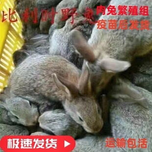 �������ӻ��w���B����������r�������������m����������һ��һĸ