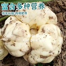 云南百合新鲜5斤农家种植现挖食用清甜土特产大白合煲汤粉糯