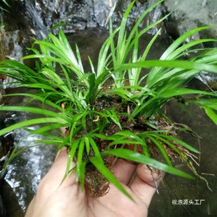 ʯ���Ѹ�ʯ�������Ѳ�ˮ���辰ֲ�������B�~�҃���΢���^ͥԺҕ��