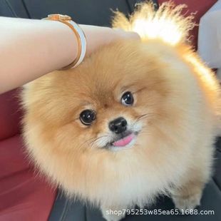 ���l�R�۲���С�Ͳ豭Ȯ��Ȯ���w���������豭������Ȯ���pȮ����