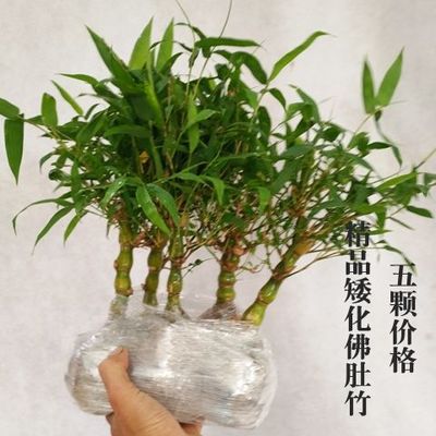 특가 드워프 5불대죽