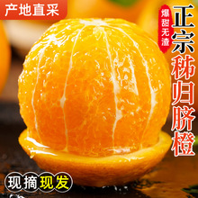 湖北秭归脐橙新鲜当季水果高山橙子现摘现发一件批发代发产地直供