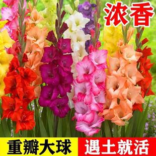 Gladiolus Bulbs Potted Gladiolus Bulbs Seeds Florals Imported Bulbs Balcony Courtyard Plants Florals Four-Season Seedlings
