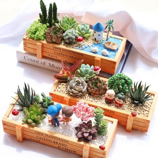 Fleshy Plant Combination Potted New Package Fleshy with Soil with Pots DIY Micro Landscape Desktop Green Plant Potted Plant