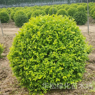 ���l���~Ůؑ���·���̾G����ľͥԺ���Ե��Թ�ľ�ļ�����Ůؑ��