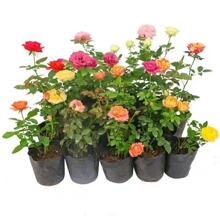 �W���¼������_��õ��С���ļ������̨����ͥԺ����ֲ���ٱ��Gֲ