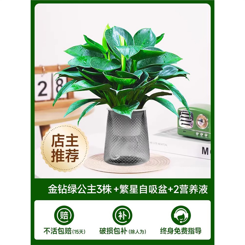 골든 다이아몬드 3개(별분지) + 영양액 2개