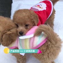 猫衣服批发泰迪狗狗猫咪小奶小奶冬装幼保暖茶杯犬幼犬小型犬秋季