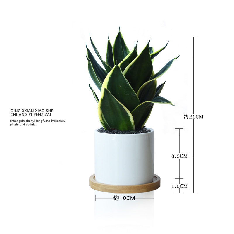 Viento nórdico jade blanco tigre orquídea purificación de aire flor absorción formaldehído planta verde de prevención de la radiación de oficina planta en maceta de sombra