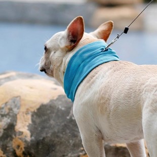 Factory Pet Cooling Scarf Dog Summer Cooling Ice Scarf Cooling Supplies Fa Dou Koji Cool Sense Anti-heatstroke