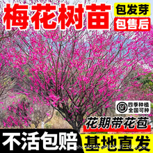 梅花树苗庭院盆栽室外耐寒红梅冬梅腊梅地栽开花盆景四季花卉植物