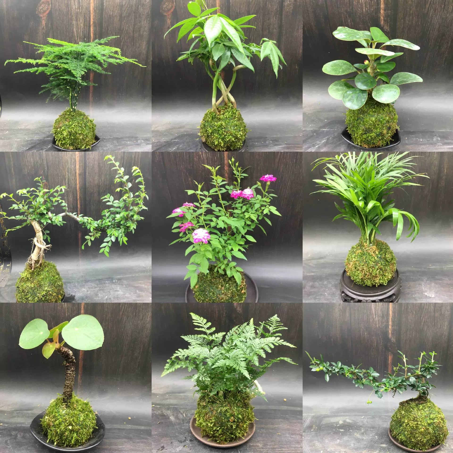 Моховые шарики гидропонное растение бонсай рисовый папоротник бамбуковый аир весенний дождь