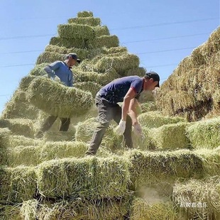 ���a��ޣ�ݸɲ�ιţι�R�ԵĲ���ţ��ɲ��������������ϝ�Z