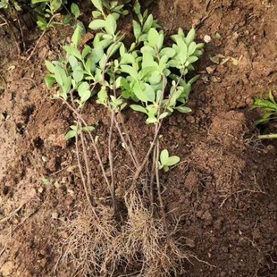 Honeysuckle Saplings, Small Seedlings, Stumps, Honeysuckle Tea, Cold-Resistant Florals, Courtyard Balcony Bonsai, Easy to Live and Bloom in All Seasons