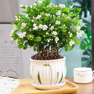 �������������Ԏ������d�ӻ���ֲ���҃�ˮ��Gֲ�������ļ��_��