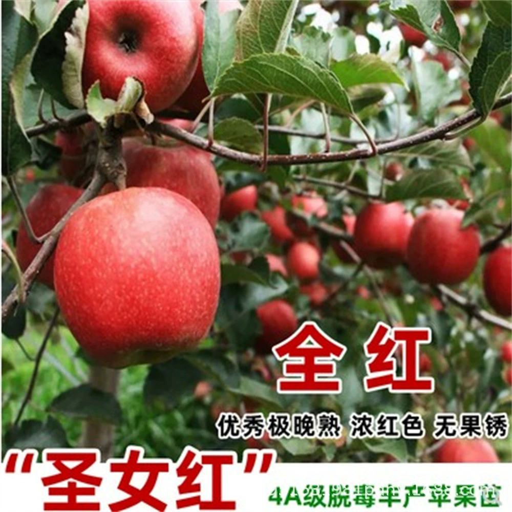 Саженцы красного яблока Yiyuan Привитые саженцы красного яблока Fuji Юг-Север Двор Посадка в горшках Итоги года