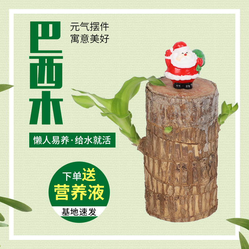 Brazilian Wood Water-Raised Lucky Wood Flowering Green Plants Indoor Potted Hydroponic Plants Are Easy to Grow in All Seasons Brazilian Wood