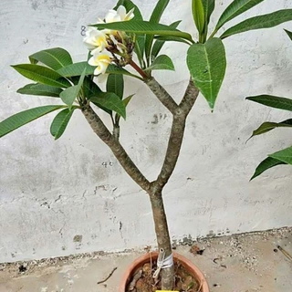 鸡蛋花盆栽树苗红黄多色好养鸡蛋花树苗珍贵绿植开花香包成活包邮