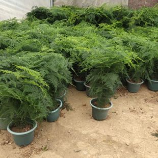 Asparagus Potted Flower Potted Large Asparagus Seedlings Indoor Small Green Plant Bonsai Office Desktop Study Popular Living Room