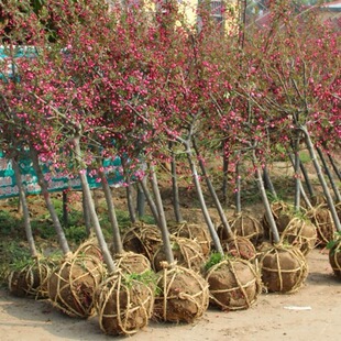 �F�ڴ��z���Ę����������Ļ��Ϙ��辰������ͥԺ�G�����Ժ��ľGֲ