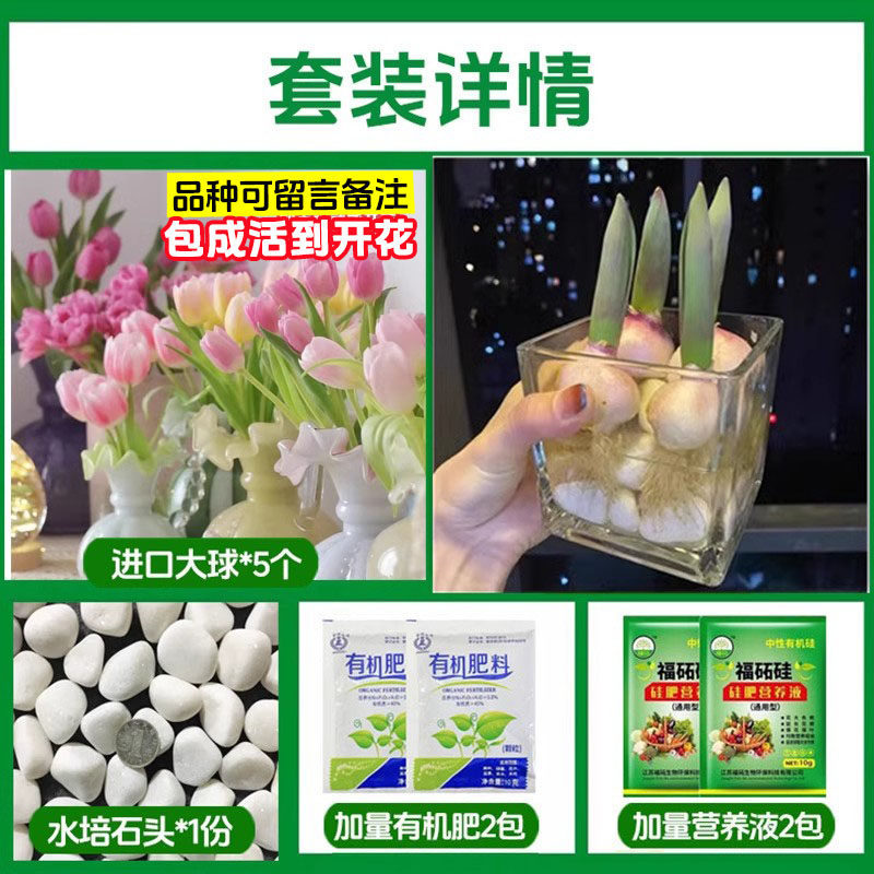 【square bottle hydroponic kit】mixed tulip 5 large bulbs + 2 nutrient solutions + 2 fertilizers + glass bottle + stones (variety can be specified in the order notes)