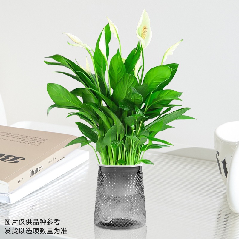 [핫한 신제품] 엑스트라 화이트 팜(그레이 스타리 세면대) + 영양액